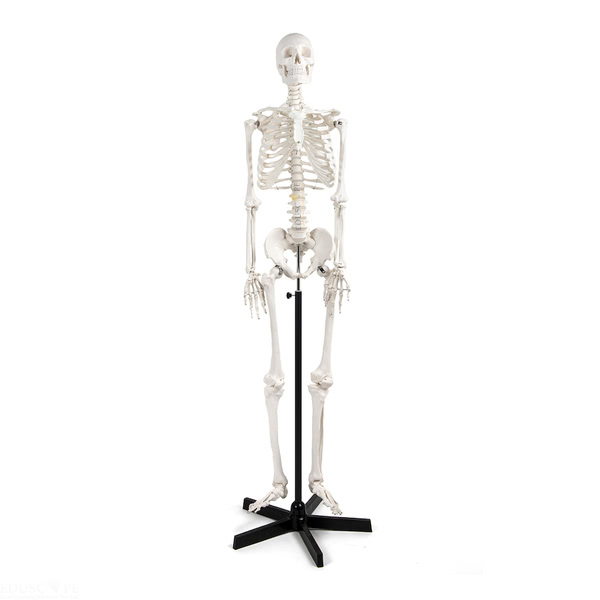 Skeleton with Frame Life Size Model
