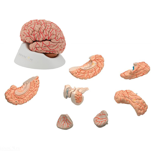 Brain with Arteries Model