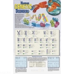 Human Genetic Disorders Poster